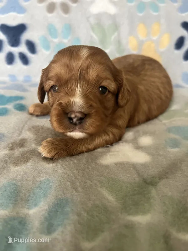Penny – Cavapoo, Cavalier King Charles Spaniel puppy for sale in Fort Collins, CO