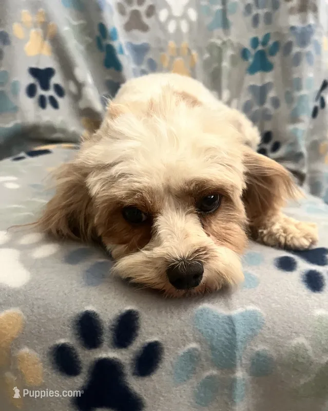 Dolly – Cavapoo puppy for sale in Fort Collins, CO