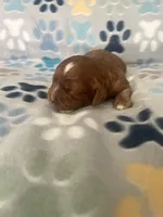 Ruby, a female Cavapoo and Cavalier King Charles Spaniel for sale in Fort Collins, CO – 1 of 2