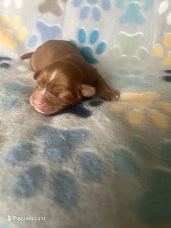 Penny – Cavapoo puppy for sale in Fort Collins, CO