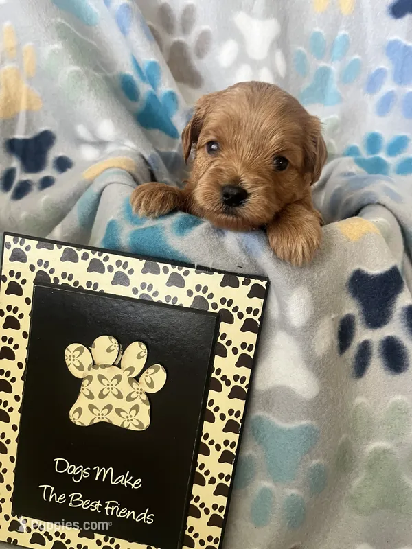 Pete – Miniature Goldendoodle puppy for sale in Fort Collins, CO