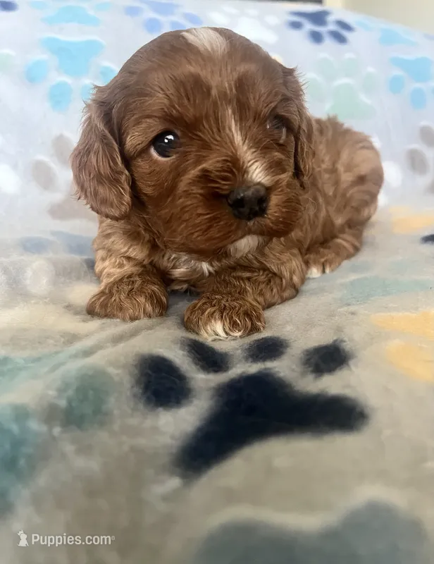 Penny – Cavapoo, Cavalier King Charles Spaniel puppy for sale in Fort Collins, CO