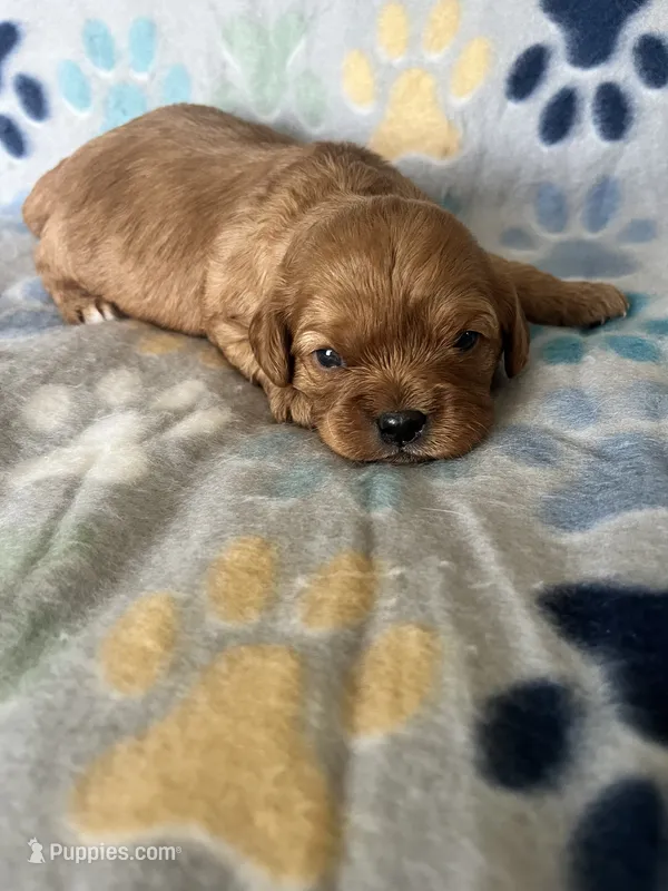 Scarlet – Cavapoo, Cavalier King Charles Spaniel puppy for sale in Fort Collins, CO