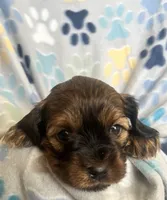 Gracie, a female Goldendoodle and Miniature Goldendoodle for sale in Fort Collins, CO – 2 of 6