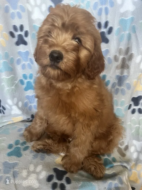 Simon – Cavapoo puppy for sale in Fort Collins, CO