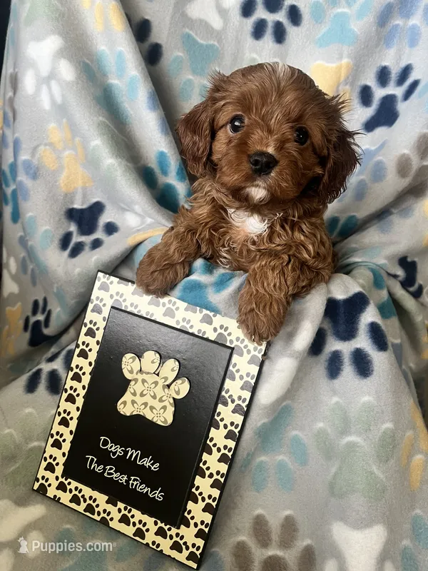 Ruby – Cavapoo, Cavalier King Charles Spaniel puppy for sale in Fort Collins, CO