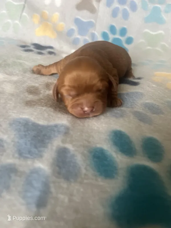 Scarlet – Cavapoo puppy for sale in Fort Collins, CO