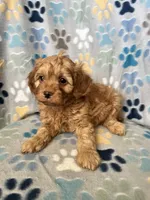 Jack, a male Cavapoo for sale in Fort Collins, CO – 3 of 3