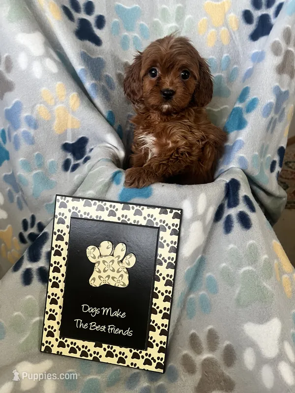 Scarlet – Cavapoo, Cavalier King Charles Spaniel puppy for sale in Fort Collins, CO