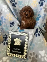 Scarlet, a female Cavapoo and Cavalier King Charles Spaniel for sale in Fort Collins, CO – 1 of 1