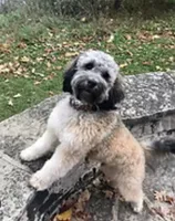 Gracie, a female Goldendoodle and Miniature Goldendoodle for sale in Fort Collins, CO – 6 of 6