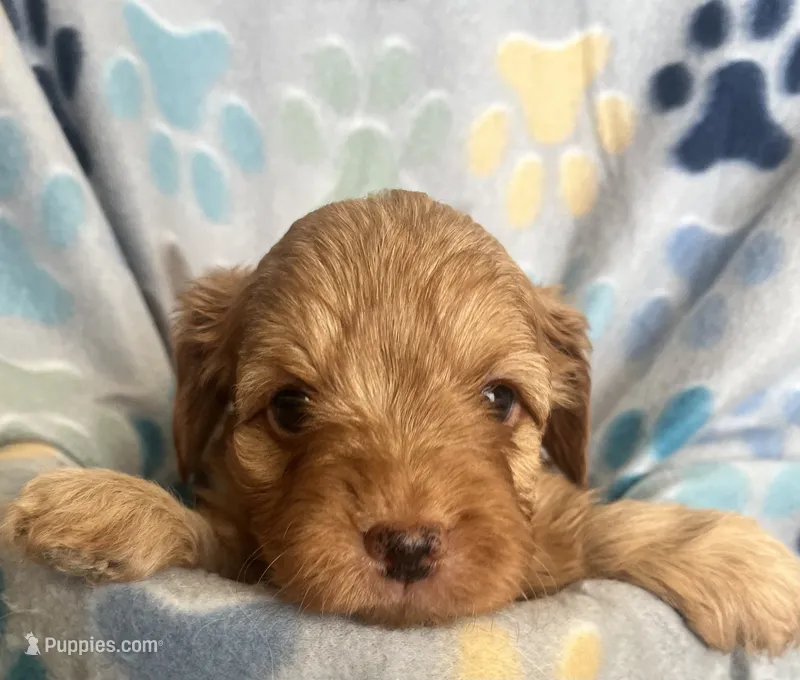 Jackie – Miniature Goldendoodle puppy for sale in Fort Collins, CO
