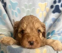 Jack, a male Miniature Goldendoodle for sale in Fort Collins, CO – 2 of 5