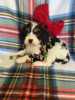 Pippy, a female Cavapoo and Cavalier King Charles Spaniel for sale in Fort Collins, CO – Photo 3 of 3