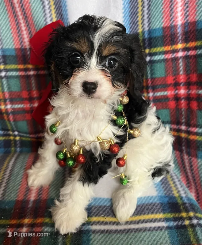 Pippy, a female Cavapoo and Cavalier King Charles Spaniel for sale in Fort Collins, CO – Photo 1 of 3