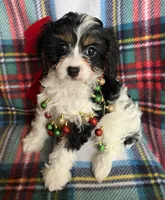 Pippy, a female Cavapoo and Cavalier King Charles Spaniel for sale in Fort Collins, CO – Photo 1 of 3