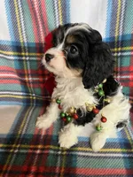 Pippy, a female Cavapoo and Cavalier King Charles Spaniel for sale in Fort Collins, CO – Photo 2 of 3