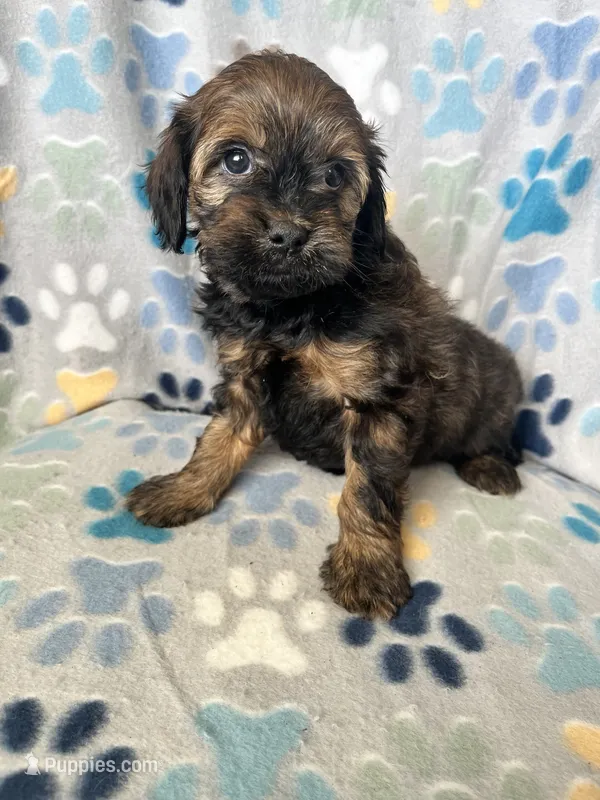 Lexi – Miniature Goldendoodle puppy for sale in Fort Collins, CO