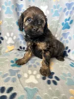 Lexi, a female Goldendoodle and Miniature Goldendoodle for sale in Fort Collins, CO – 1 of 6