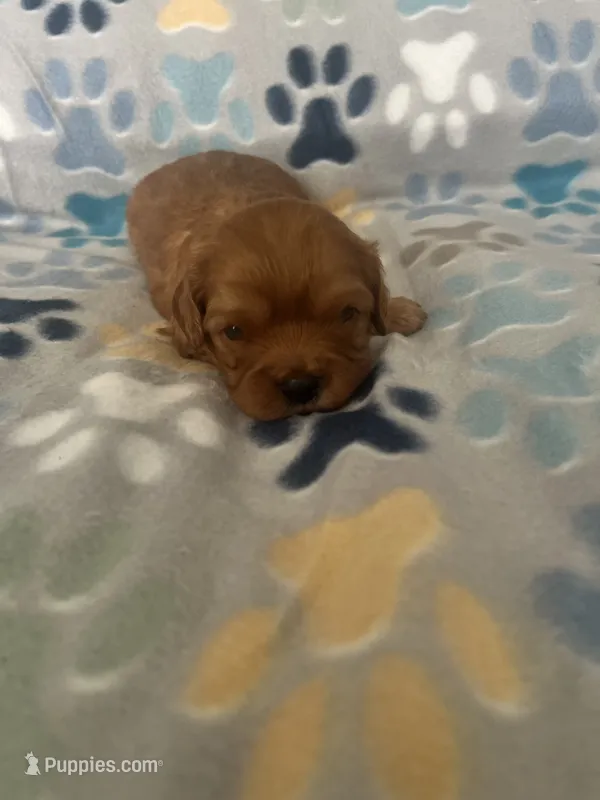 Lucy – Cavapoo puppy for sale in Fort Collins, CO