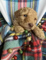 Hank - Small GD, a male Goldendoodle for sale in Fort Collins, CO – Photo 3 of 4