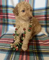 Hank - Small GD, a male Goldendoodle for sale in Fort Collins, CO – Photo 2 of 4