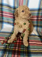 Hank - Small GD, a male Goldendoodle for sale in Fort Collins, CO – Photo 1 of 4