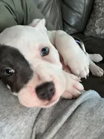 Miles , a male American Bully for sale in Durham, NC – Photo 3 of 10