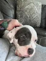 Miles , a male American Bully for sale in Durham, NC – Photo 2 of 10