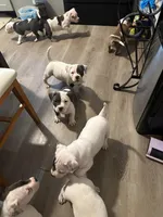 Miles , a male American Bully for sale in Durham, NC – Photo 8 of 10