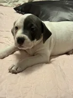 Miles , a male American Bully for sale in Durham, NC – Photo 5 of 10