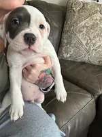 Miles , a male American Bully for sale in Durham, NC – Photo 1 of 10