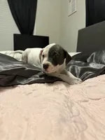 Miles , a male American Bully for sale in Durham, NC – Photo 4 of 10