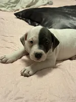 Miles , a male American Bully for sale in Durham, NC – Photo 6 of 10