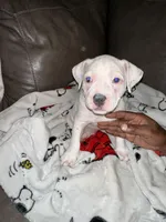 Daisy, a female American Bully for sale in Durham, NC – Photo 3 of 7