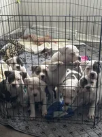 Daisy, a female American Bully for sale in Durham, NC – Photo 5 of 7