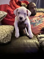 Daisy, a female American Bully for sale in Durham, NC – Photo 2 of 7