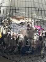 Daisy, a female American Bully for sale in Durham, NC – Photo 4 of 7