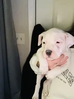 Daisy, a female American Bully for sale in Durham, NC – Photo 1 of 7