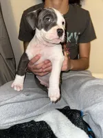 Bryce , a male American Bully for sale in Durham, NC – Photo 2 of 10