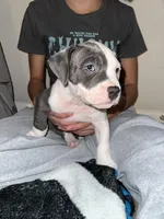 Bryce , a male American Bully for sale in Durham, NC – Photo 1 of 10