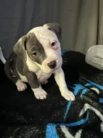 Bryce , a male American Bully for sale in Durham, NC – Photo 4 of 10