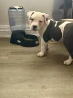 Spots, a female American Bully for sale in Durham, NC – Photo 3 of 9