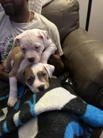 Sweet Tea, a male American Bully for sale in Durham, NC – Photo 4 of 9