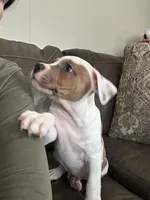 Sweet Tea, a male American Bully for sale in Durham, NC – Photo 3 of 9