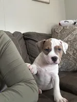 Sweet Tea, a male American Bully for sale in Durham, NC – Photo 2 of 9