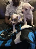 Sweet Tea, a male American Bully for sale in Durham, NC – Photo 5 of 9