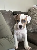 Sweet Tea, a male American Bully for sale in Durham, NC – Photo 1 of 9