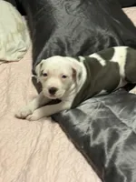 Spots, a female American Bully for sale in Durham, NC – Photo 5 of 9