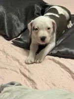 Spots, a female American Bully for sale in Durham, NC – Photo 6 of 9